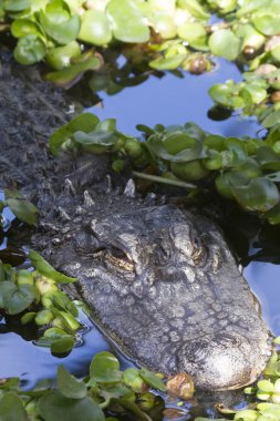 Timsah (alligator mississippiensis) 
