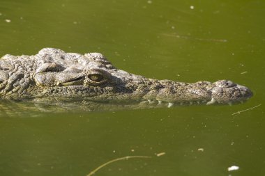 Timsah (alligator mississippiensis)