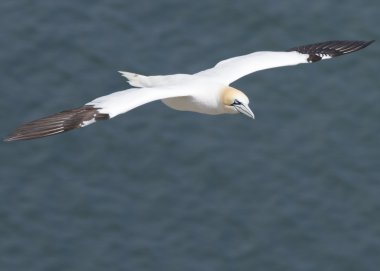 Gannet