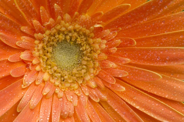 Gerbera — Zdjęcie stockowe