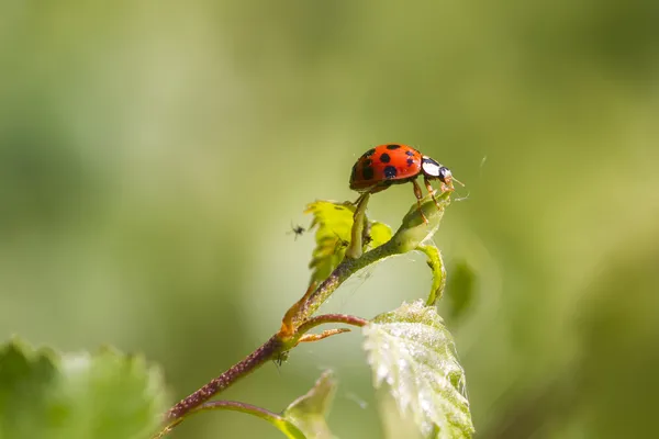 Mariquita. — Foto de Stock