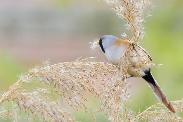 Bebaarde Mees (Panurus biarmicus ) — Stockfoto