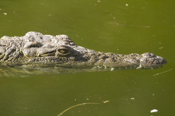 Timsah (alligator mississippiensis)