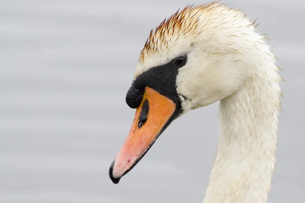 Swan — Stock Photo, Image