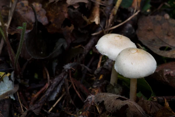 Fungus — Stock Photo, Image