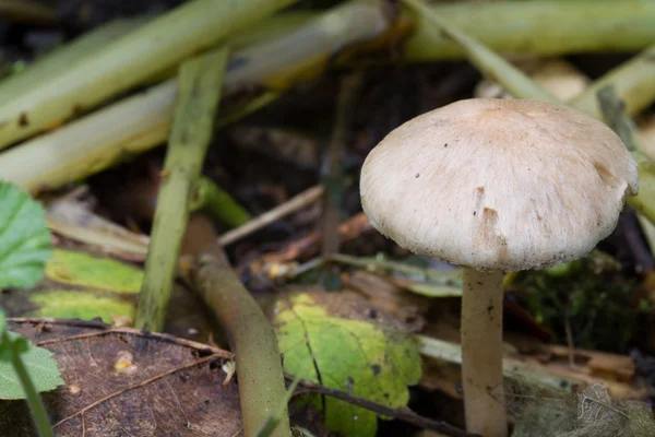 Fungus — Stock Photo, Image