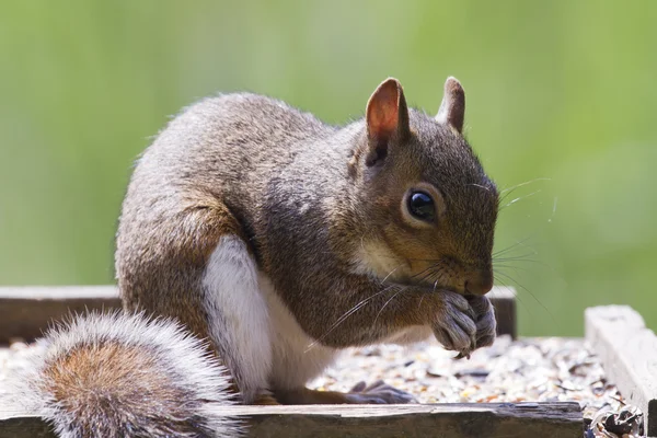 Squirrel — Stock Photo, Image