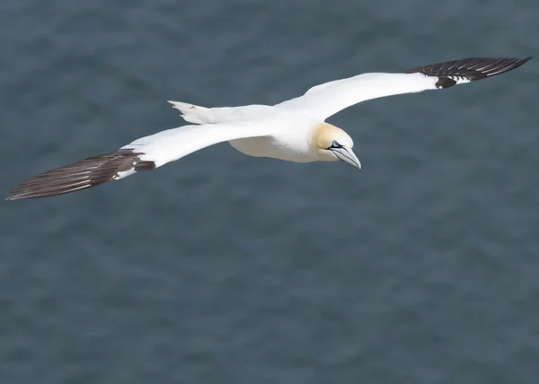 Gannet — Stock Photo, Image