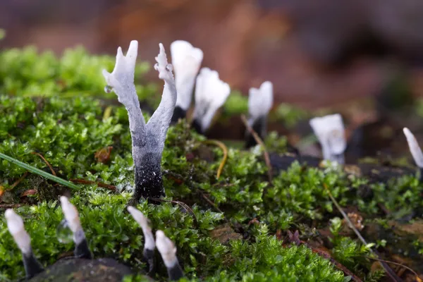 Candlesnuff Fungus — Stock Photo, Image