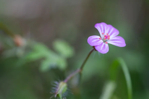 Herb Robert — Zdjęcie stockowe