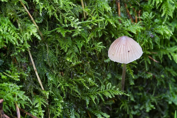 Fungus — Stock Photo, Image