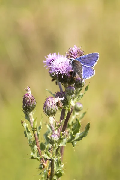 Motýl obecný (Polyommatus icarus) — Stock fotografie