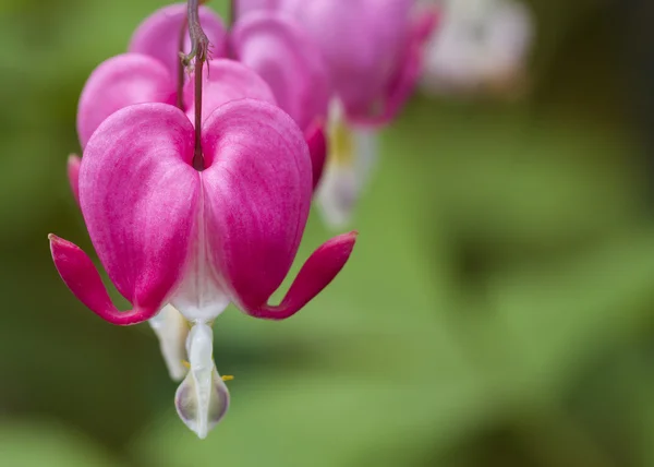 Blutendes Herz — Stockfoto