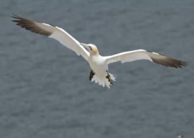 Gannet