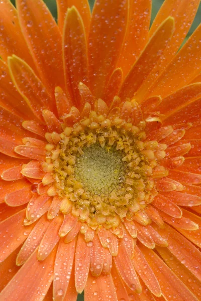 Gerbera — Zdjęcie stockowe