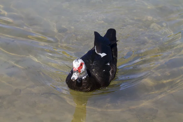 Pato moscoso (Cairina moschata ) — Foto de Stock