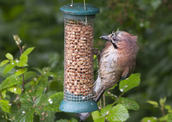 Eichelhäher (garrulus glandarius)) — Stockfoto