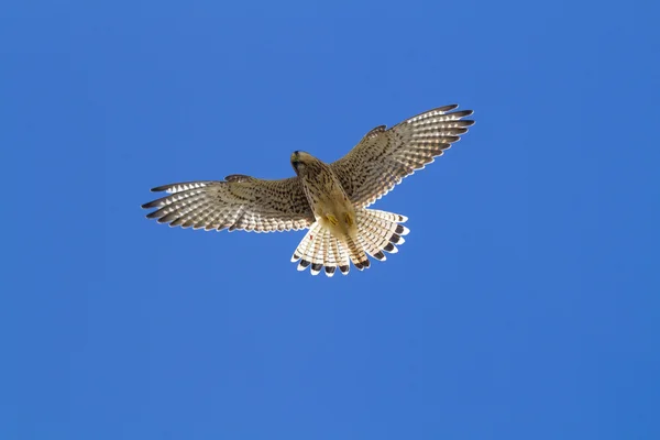 Tornfalk — Stockfoto