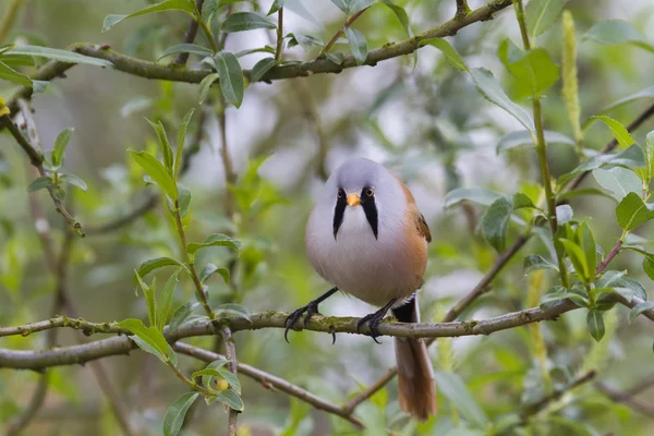 Bearded Tit ( Panurus biarmicus ) — Stock Photo, Image