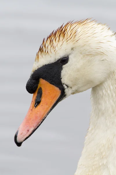 Swan — Stock Photo, Image