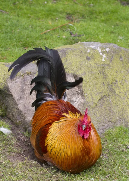 Cockerel — Stockfoto