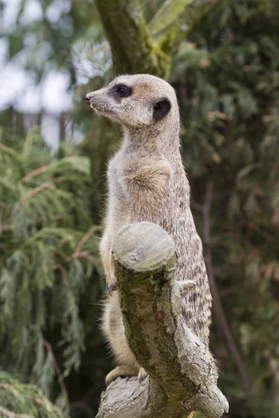 Meerkat — Photo