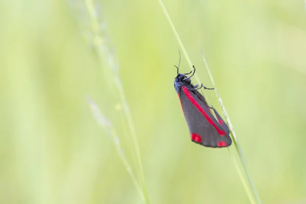 Rumělka můra (tyria jacobaeae) — Stock fotografie