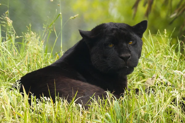 Jaguar — Foto de Stock