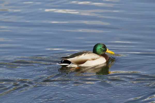 Duck — Stock Photo, Image