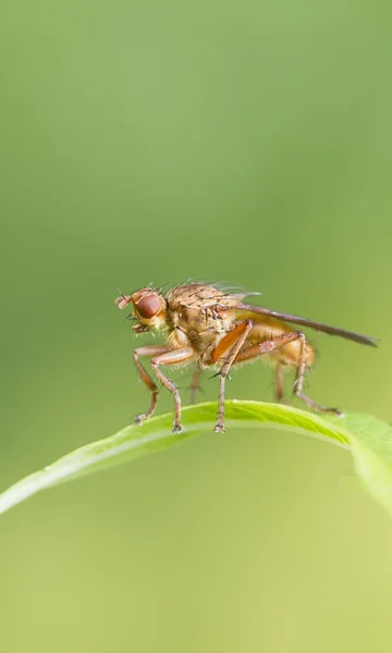 Fly insect — Stock Photo, Image