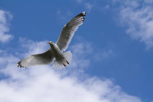 Gabbiano che vola — Foto Stock