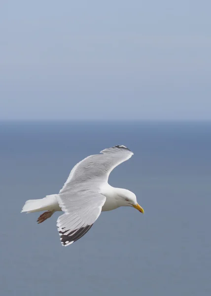 Gaviota de arenque — Foto de Stock