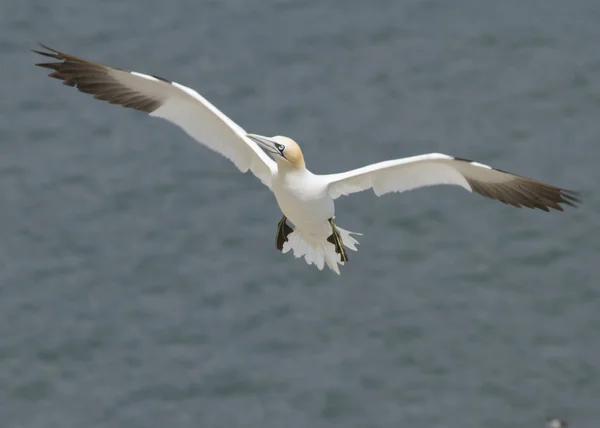 Gannet — Stock Photo, Image