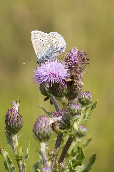 Blauwe vlinder (Polyommatus icarus)) — Stockfoto