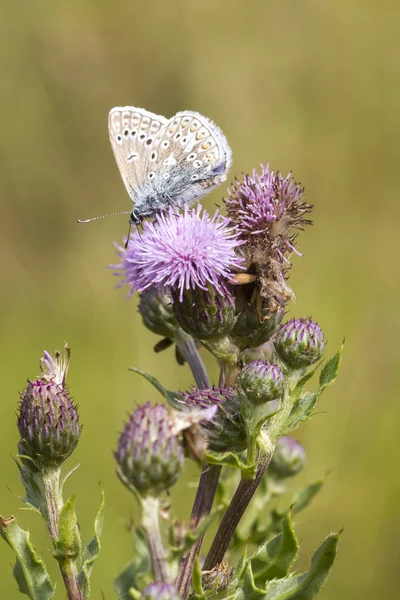 Голубая бабочка (Polyommatus icarus) — стоковое фото