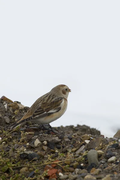 Salju Bunting (Plectrophenax nivalis ) — Stok Foto