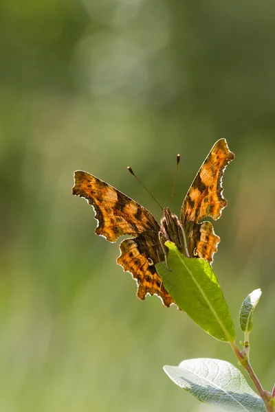 Motyl przecinek (ceik) — Zdjęcie stockowe