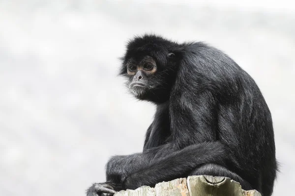 Black Spider Monkey ( Ateles paniscus) — Stock Photo, Image