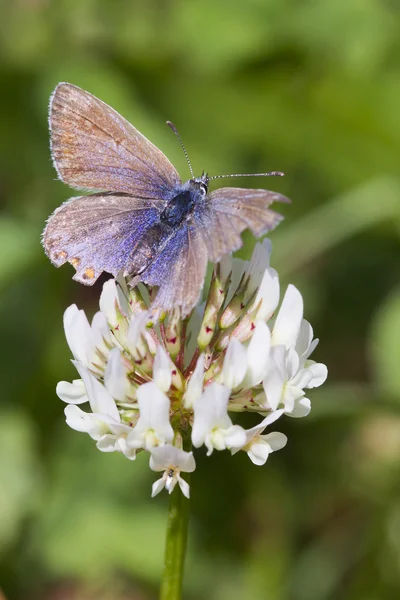 Common Blue Butterfly (Polyommatus icarus) — Stock Photo, Image