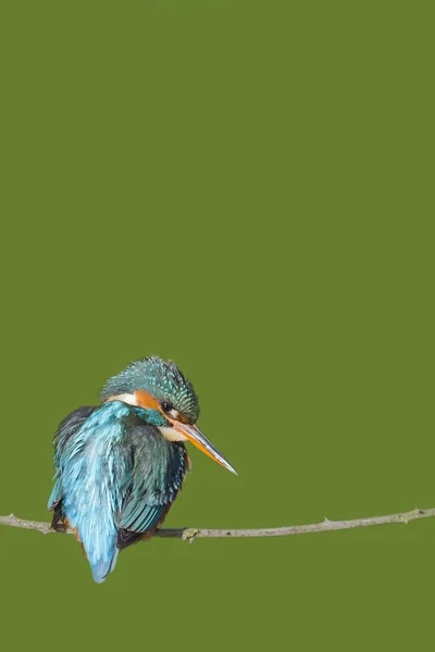 Kingfisher (Alcedo burada) — Stok fotoğraf