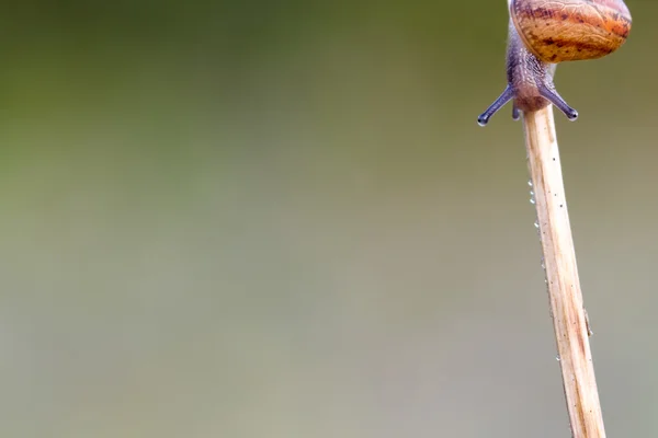 Caracol — Foto de Stock