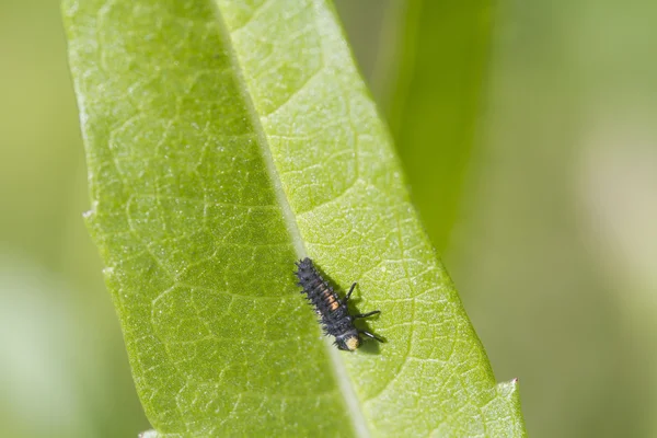 Ladybird Larvae — Stok Foto