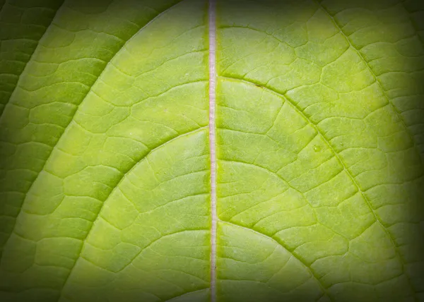 Leaf background low key — Stock Photo, Image