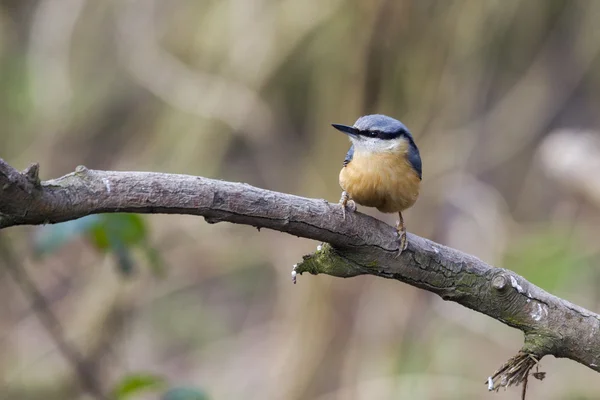 Brhlíka (sitta europaea) — Stock fotografie