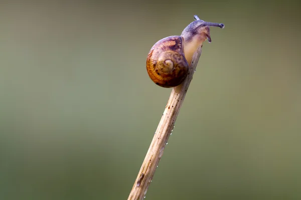 Caracol — Foto de Stock