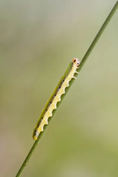 Bladstekel larv (Dolerus ferrugatus ) — Stockfoto