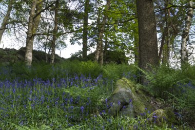 Bluebell ormanı