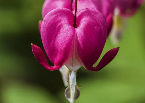 Blutendes Herz — Stockfoto