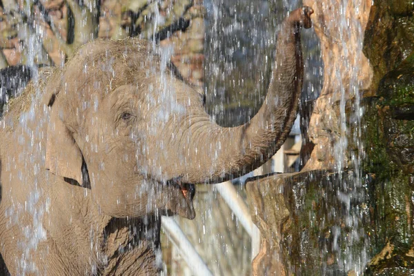 Elefant im Wasserfall — Stockfoto