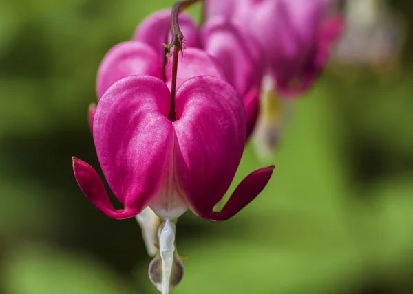 Bleeding Heart — Stock Photo, Image